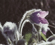 Backsippa1998 Harry Salmgren